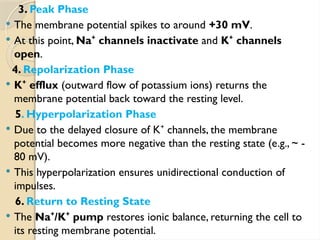 3. Peak Phase
 The membrane potential spikes to around +30 mV.
 At this point, Na channels inactivate
⁺ and K channels
⁺
open.
4. Repolarization Phase
 K efflux
⁺ (outward flow of potassium ions) returns the
membrane potential back toward the resting level.
5. Hyperpolarization Phase
 Due to the delayed closure of K channels, the membrane
⁺
potential becomes more negative than the resting state (e.g., ~ -
80 mV).
 This hyperpolarization ensures unidirectional conduction of
impulses.
6. Return to Resting State
 The Na /K pump
⁺ ⁺ restores ionic balance, returning the cell to
its resting membrane potential.
 