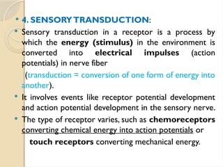  4. SENSORYTRANSDUCTION:
 Sensory transduction in a receptor is a process by
which the energy (stimulus) in the environment is
converted into electrical impulses (action
potentials) in nerve fiber
(transduction = conversion of one form of energy into
another).
 It involves events like receptor potential development
and action potential development in the sensory nerve.
 The type of receptor varies, such as chemoreceptors
converting chemical energy into action potentials or
touch receptors converting mechanical energy.
 
