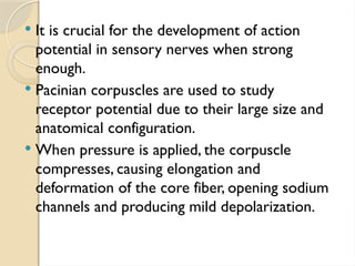  It is crucial for the development of action
potential in sensory nerves when strong
enough.
 Pacinian corpuscles are used to study
receptor potential due to their large size and
anatomical configuration.
 When pressure is applied, the corpuscle
compresses, causing elongation and
deformation of the core fiber, opening sodium
channels and producing mild depolarization.
 