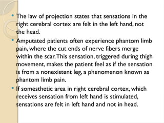  The law of projection states that sensations in the
right cerebral cortex are felt in the left hand, not
the head.
 Amputated patients often experience phantom limb
pain, where the cut ends of nerve fibers merge
within the scar.This sensation, triggered during thigh
movement, makes the patient feel as if the sensation
is from a nonexistent leg, a phenomenon known as
phantom limb pain.
 If somesthetic area in right cerebral cortex, which
receives sensation from left hand is stimulated,
sensations are felt in left hand and not in head.
 