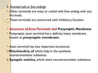 2. Terminal coils or free endings
 Other terminals are wavy or coiled with free ending with out
the knob.
 These terminals are concerned with inhibitory function.
 Structures of AxonTerminals and Presynaptic Membrane
 Presynaptic axon terminal has a definite intact membrane
known as presynaptic membrane.
 Axon terminal has two important structures:
i. Mitochondria, of which help in the synthesis
neurotransmitter substance
ii. Synaptic vesicles, which store neurotransmitter substance.
 