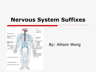 Nervous System Suffixes By: Allison Wong 