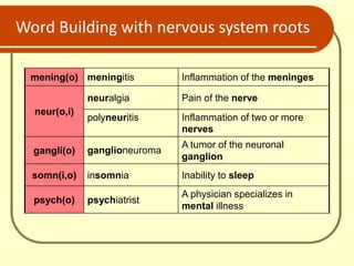 Word Building with nervous system roots
mening(o) meningitis Inflammation of the meninges
neur(o,i)
neuralgia Pain of the nerve
polyneuritis Inflammation of two or more
nerves
gangli(o) ganglioneuroma
A tumor of the neuronal
ganglion
somn(i,o) insomnia Inability to sleep
psych(o) psychiatrist
A physician specializes in
mental illness
 