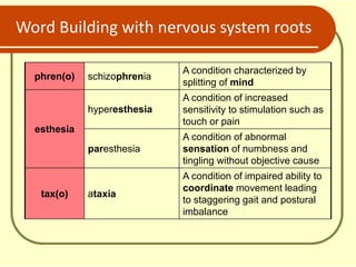 Word Building with nervous system roots
phren(o) schizophrenia
A condition characterized by
splitting of mind
esthesia
hyperesthesia
A condition of increased
sensitivity to stimulation such as
touch or pain
paresthesia
A condition of abnormal
sensation of numbness and
tingling without objective cause
tax(o) ataxia
A condition of impaired ability to
coordinate movement leading
to staggering gait and postural
imbalance
 