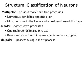 Axon Classifications Nervous system unit iii stds | PPTX
