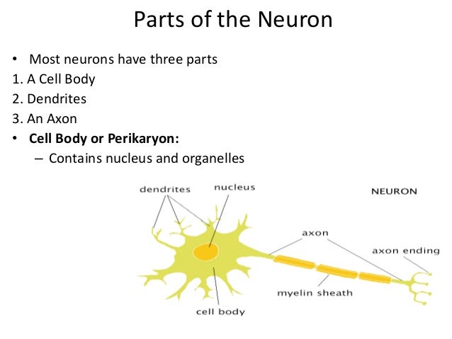 a parts neuron of 3 unit iii stds Nervous system