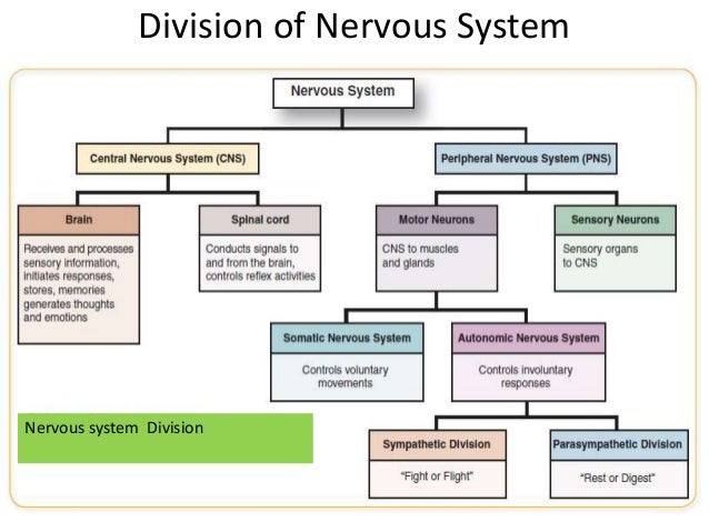 Nervous System Division Chart - FREE DOWNLOAD
