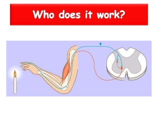 Nervous system Unit 2
