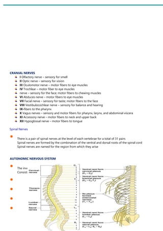 CRANIAL NERVES
I Olfactory nerve – sensory for smell
II Optic nerve – sensory for vision
III Oculomotor nerve – motor fibers to eye muscles
IV Trochlear – motor fiber to eye muscles
nerve – sensory for the face; motor fibers to chewing muscles
VI Abduces nerve – motor fibers to eye muscles
VII Facial nerve – sensory for taste; motor fibers to the face
VIII Vestibulocochlear nerve – sensory for balance and hearing
IX-fibers to the pharynx
X Vagus nerves – sensory and motor fibers for pharynx, larynx, and abdominal viscera
XI Accessory nerve – motor fibers to neck and upper back
XII Hypoglossal nerve – motor fibers to tongue
Spinal Nerves
• There is a pair of spinal nerves at the level of each vertebrae for a total of 31 pairs
Spinal nerves are formed by the combination of the ventral and dorsal roots of the spinal cord
Spinal nerves are named for the region from which they arise
AUTONOMIC NERVOUS SYSTEM
• The involuntary part of the peripheral nervous system
Consists of motor nerves only
•
•
•
•
 