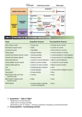 Sympathetic – “fight-or-flight”
Response to unusual stimulus
Takes over to increase activities
Remember as the “E” division = exercise, excitement, emergency, and embarrassment
Parasympathetic – housekeeping activities
 