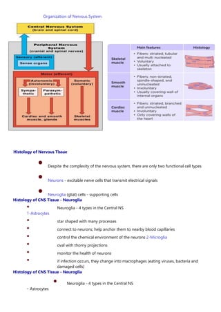 Organization of Nervous System
Histology of Nervous Tissue
• Despite the complexity of the nervous system, there are only two functional cell types
• Neurons - excitable nerve cells that transmit electrical signals
• Neuroglia (glial) cells - supporting cells
Histology of CNS Tissue - Neuroglia
• Neuroglia - 4 types in the Central NS
1-Astrocytes
• star shaped with many processes
• connect to neurons; help anchor them to nearby blood capillaries
• control the chemical environment of the neurons 2-Microglia
• oval with thorny projections
• monitor the health of neurons
• if infection occurs, they change into macrophages (eating viruses, bacteria and
damaged cells)
Histology of CNS Tissue - Neuroglia
• Neuroglia - 4 types in the Central NS
Astrocytes
 