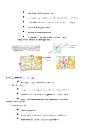 • star shaped with many processes
• connect to neurons; help anchor them to nearby blood capillaries
• control the chemical environment of the neurons Microglia
• oval with thorny projections
• monitor the health of neurons
• if infection occurs, they change into macrophages
(eating viruses, bacteria and damaged cells)
Histology of CNS Tissue - Neuroglia
• Neuroglia - 4 types in the CNS (continued)
Ependymal cells
• range in shape from squamous to columnar; many are ciliated
• line the dorsal body cavity housing the brain and spinal cord
• form a barrier between the neurons and the rest of the body
Nervous Tissue: Neurons
Oligodendrocytes
• have few processes
• line up along neurons and wrap themselves around axons
• form the myelin sheath – an insulating membrane
 
