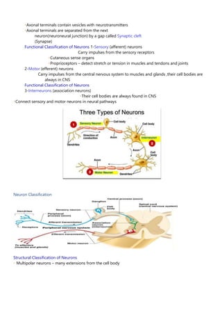 Axonal terminals contain vesicles with neurotransmitters
Axonal terminals are separated from the next
neuron(neuroneural junction) by a gap called Synaptic cleft
(Synapse)
Functional Classification of Neurons 1-Sensory (afferent) neurons
Carry impulses from the sensory receptors
Cutaneous sense organs
Proprioceptors – detect stretch or tension in muscles and tendons and joints
2-Motor (efferent) neurons
Carry impulses from the central nervous system to muscles and glands ,their cell bodies are
always in CNS
Functional Classification of Neurons
3-Interneurons (association neurons)
Their cell bodies are always found in CNS
Connect sensory and motor neurons in neural pathways
Neuron Classification
Structural Classification of Neurons
Multipolar neurons – many extensions from the cell body
 