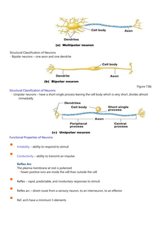 Structural Classification of Neurons
Bipolar neurons – one axon and one dendrite
Figure 7.8b
Structural Classification of Neurons
Unipolar neurons – have a short single process leaving the cell body which is very short ,divides almost
immediatly
Functional Properties of Neurons
• Irritability – ability to respond to stimuli
• Conductivity – ability to transmit an impulse
Reflex Arc
The plasma membrane at rest is polarized
Fewer positive ions are inside the cell than outside the cell
• Reflex – rapid, predictable, and involuntary responses to stimuli
• Reflex arc – direct route from a sensory neuron, to an interneuron, to an effector
• Ref. arch have a minimum 5 elements
 