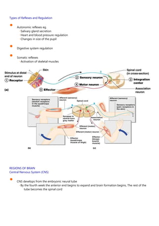 Types of Reflexes and Regulation
• Autonomic reflexes eg.
Salivary gland secretion
Heart and blood pressure regulation
Changes in size of the pupil
• Digestive system regulation
• Somatic reflexes
Activation of skeletal muscles
REGIONS OF BRAIN
Central Nervous System (CNS)
• CNS develops from the embryonic neural tube
By the fourth week the anterior end begins to expand and brain formation begins, The rest of the
tube becomes the spinal cord
 