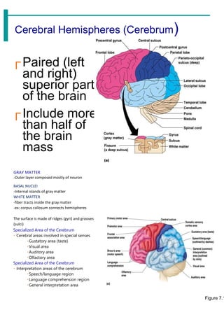 Figure 7.1
GRAY MATTER
-Outer layer composed mostly of neuron
BASAL NUCLEI
-Internal islands of gray matter
WHITE MATTER
-fiber tracts inside the gray matter
-ex: corpus callosum connects hemispheres
The surface is made of ridges (gyri) and grooves
(sulci)
Specialized Area of the Cerebrum
Cerebral areas involved in special senses
Gustatory area (taste)
Visual area
Auditory area
Olfactory area
Specialized Area of the Cerebrum
Interpretation areas of the cerebrum
Speech/language region
Language comprehension region
General interpretation area
Cerebral Hemispheres (Cerebrum)
Paired (left
and right)
superior parts
of the brain
Include more
than half of
the brain
mass
 