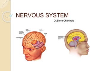 NERVOUS SYSTEM
Dr.Shiva Chakinala
 