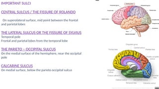 Positive Sulcus NERVOUS SYSYTEM INTRO Physiology and A.pptx
