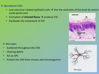 3- Ependymal Cells
     • Low columnar ciliated epithelial cells  line the ventricles of the brain & central
       canal spinal cord
     • Formation of choroid flexus  produce CSF
     • Facilitates the movement of CSF




 4- Microglia
 • Scattered throughout the CNS
 • Clearing debris
 • Act as APC
 • Protect the CNS from viruses and microorganism
 