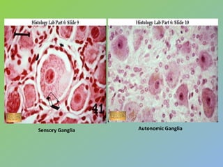 Sensory Ganglia   Autonomic Ganglia
 