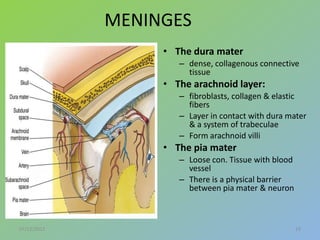 MENINGES
                  • The dura mater
                     – dense, collagenous connective
                       tissue
                  • The arachnoid layer:
                     – fibroblasts, collagen & elastic
                       fibers
                     – Layer in contact with dura mater
                       & a system of trabeculae
                     – Form arachnoid villi
                  • The pia mater
                     – Loose con. Tissue with blood
                       vessel
                     – There is a physical barrier
                       between pia mater & neuron



07/12/2012                                            19
 