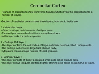 Cerebellar Cortex
 •Surface of cerebellum show transverse fissures which divide the cerebellum into a
 number of lobules
 .
•Section of cerebellar cortex shows three layers, from out to inside are:

1 - Molecular Layer. :
• Outer most layer mainly consists of cell processes.
•These cell process may be dendrites or unmyelinated axon.
•In this layer make the profuse synapses

2 - Purkinje Cell layer :
•This layer contains the cell bodies of large multipolar neurons called Purkinje cells.
•The purkinje cell consists large flask shaped body.
•cytoplasm contains large number of Nissl granules.

3- Granular Layer :
•This layer consists of thickly populated small cells called granule cells.
•This layer shows irregular scattered lighter staining area called as glomeruli or island.
 