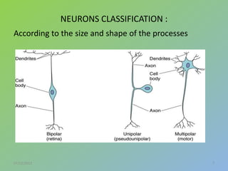NEURONS CLASSIFICATION :
According to the size and shape of the processes




07/12/2012                                         7
 
