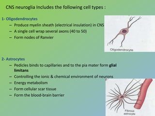 CNS neuroglia Includes the following cell types :

1- Oligodendrocytes
    – Produce myelin sheath (electrical insulation) in CNS
    – A single cell wrap several axons (40 to 50)
    – Form nodes of Ranvier




2- Astrocytes
    – Pedicles binds to capillaries and to the pia mater form glial
       limitans
    – Controlling the ionic & chemical environment of neurons
    – Energy metabolism
    – Form cellular scar tissue
    – Form the blood-brain barrier
 
