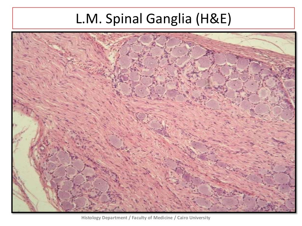 Nervous Tissue - Prac. Histology