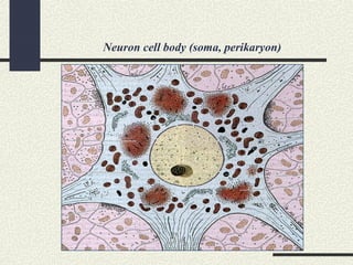 Neuron cell body (soma, perikaryon)
 