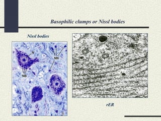 Basophilic clumps or Nissl bodies
rER
Nissl bodies
 