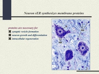 Neuron rER synthesizes membrane proteins
proteins are necessary for
synaptic vesicle formation
neuron growth and differentiation
intracellular regeneration
 