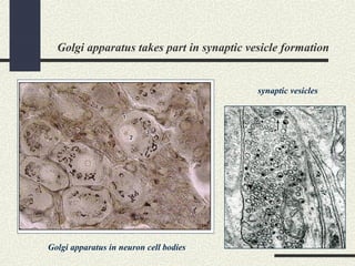 Golgi apparatus takes part in synaptic vesicle formation
Golgi apparatus in neuron cell bodies
synaptic vesicles
 