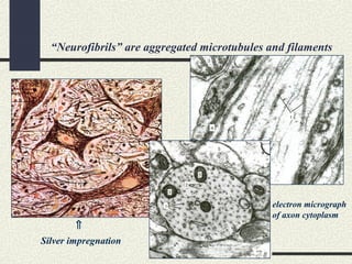 “Neurofibrils” are aggregated microtubules and filaments
Silver impregnation
⇑
electron micrograph
of axon cytoplasm
 