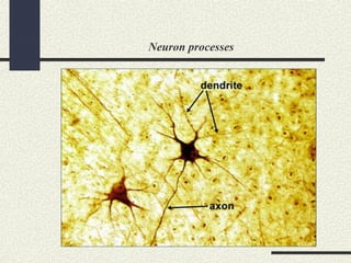 Neuron processes
 