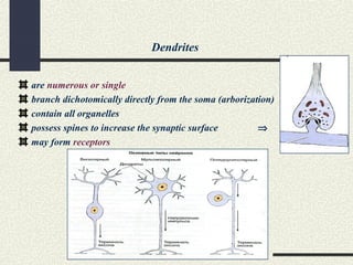 Dendrites
are numerous or single
branch dichotomically directly from the soma (arborization)
contain all organelles
possess spines to increase the synaptic surface ⇒
may form receptors
 