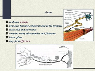 Axon
is always a single
branches forming collaterals and at the terminal
lacks rER and ribosomes
contains many microtubules and filaments
lacks spines
may form effectors
 