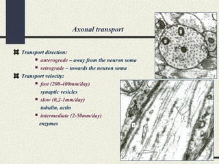 Axonal transport
Transport direction:
 anterograde – away from the neuron soma
 retrograde – towards the neuron soma
Transport velocity:
 fast (200-400mm/day)
synaptic vesicles
 slow (0,2-1mm/day)
tubulin, actin
 intermediate (2-50mm/day)
enzymes
 