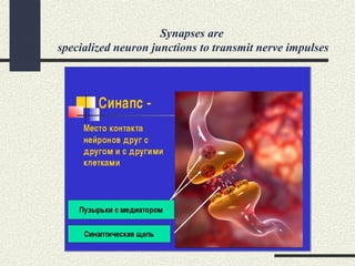 Synapses are
specialized neuron junctions to transmit nerve impulses
 