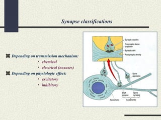 Synapse classifications
Depending on transmission mechanism:
• chemical
• electrical (nexuses)
Depending on physiologic effect:
• excitatory
• inhibitory
 