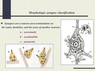 Morphologic synapse classification
Synapses are a neuron axon terminations on
the soma, dendrites, and the axon of another neurons
a - axosomatic
b - axodendritic
c - axoaxonic
 