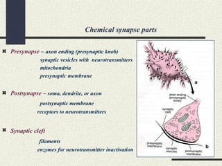 Chemical synapse parts
Presynapse – axon ending (presynaptic knob)
synaptic vesicles with neurotransmitters
mitochondria
presynaptic membrane
Postsynapse – soma, dendrite, or axon
postsynaptic membrane
receptors to neurotransmitters
Synaptic cleft
filaments
enzymes for neurotransmitter inactivation
 
