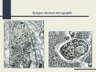 Synapse electron micrographs
 