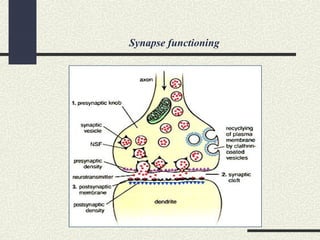 Synapse functioning
 