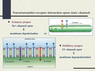 Neurotransmitter-receptor interaction opens ionic channels
Exitatory synapse
Na+ channels open
⇓
membrane depolarization ⇒
Inhibitory synapse
Cl- channels open
⇓
membrane hyperpolarization
 