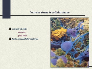 Nervous tissue is cellular tissue
consists of cells
neurons
glial cells
lacks extracellular material
 