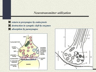 Neurotransmitter utilization
return to presynapse by endocytosis
destruction in synaptic cleft by enzymes
absorption by parasynapse
 