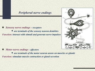 Peripheral nerve endings
Sensory nerve endings – receptors
 are terminals of the sensory neuron dendrites
Function: interact with stimuli and generate nerve impulses
Motor nerve endings - effectors
 are terminals of the motor neuron axons on muscles or glands
Function: stimulate muscle contraction or gland secretion
 