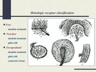 Histologic receptor classification
Free
dendrite terminals
Non-free
dendrite terminals
glial cells
Encapsulated
dendrite terminals
glial cells
connective tissue
 