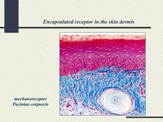 Encapsulated receptor in the skin dermis
mechanoreceptor
Pacinian corpuscle
 